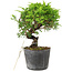 Juniperus chinensis Itoigawa, 15 cm, ± 6 ans