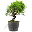 Juniperus chinensis Itoigawa, 15 cm, ± 6 ans