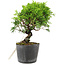 Juniperus chinensis Itoigawa, 15 cm, ± 6 jaar oud