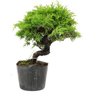 Juniperus chinensis Itoigawa, 15 cm, ± 6 años