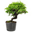 Juniperus chinensis Itoigawa, 15 cm, ± 6 años