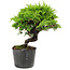 Juniperus chinensis Itoigawa, 15 cm, ± 6 ans