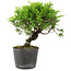 Juniperus chinensis Itoigawa, 15 cm, ± 6 ans