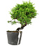 Juniperus chinensis Itoigawa, 18,5 cm, ± 6 ans
