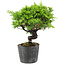 Juniperus chinensis Itoigawa, 15 cm, ± 6 Jahre alt