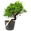 Juniperus chinensis Itoigawa, 18,5 cm, ± 6 ans