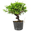 Juniperus chinensis Itoigawa, 15 cm, ± 6 Jahre alt