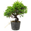 Juniperus chinensis Itoigawa, 18,5 cm, ± 6 ans