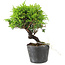 Juniperus chinensis Itoigawa, 15 cm, ± 6 anni