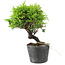 Juniperus chinensis Itoigawa, 15 cm, ± 6 Jahre alt