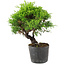 Juniperus chinensis Itoigawa, 18,5 cm, ± 6 ans