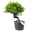 Juniperus chinensis Itoigawa, 15 cm, ± 6 jaar oud