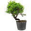 Juniperus chinensis Itoigawa, 18,5 cm, ± 6 ans