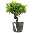 Juniperus chinensis Itoigawa, 15 cm, ± 6 Jahre alt