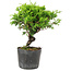 Juniperus chinensis Itoigawa, 15 cm, ± 6 años