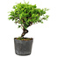 Juniperus chinensis Itoigawa, 15 cm, ± 6 jaar oud