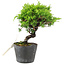 Juniperus chinensis Itoigawa, 15 cm, ± 6 ans