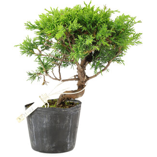 Juniperus chinensis Itoigawa, 15 cm, ± 6 ans