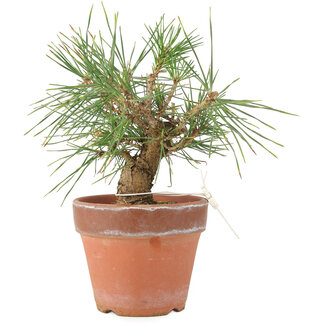 Pinus Thunbergii, 19 cm, ± 10 jaar oud