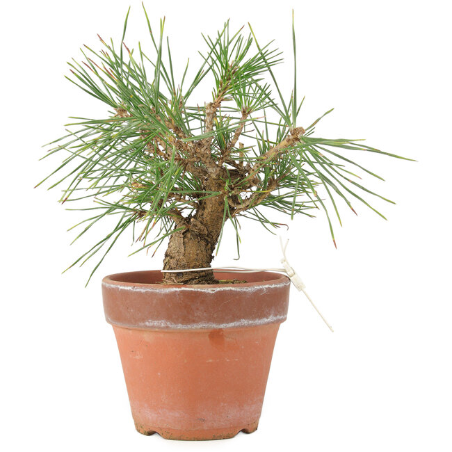 Pinus Thunbergii, 19 cm, ± 10 jaar oud