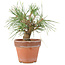 Pinus Thunbergii, 19 cm, ± 10 anni