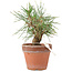 Pinus Thunbergii, 19 cm, ± 10 ans