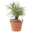 Pinus Thunbergii, 19 cm, ± 10 years old