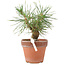 Pinus Thunbergii, 19 cm, ± 10 jaar oud