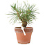 Pinus Thunbergii, 19 cm, ± 10 years old