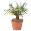 Pinus Thunbergii, 19 cm, ± 10 jaar oud