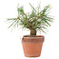 Pinus Thunbergii, 19 cm, ± 10 years old