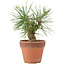 Pinus Thunbergii, 19 cm, ± 10 ans