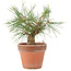 Pinus Thunbergii, 19 cm, ± 10 anni