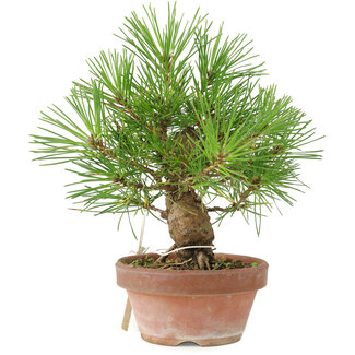 Pinus Thunbergii, 19 cm, ± 10 anni