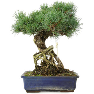 Pinus parviflora, 28 cm, ± 15 jaar oud