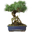 Pinus parviflora, 28 cm, ± 15 anni