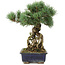 Pinus parviflora, 28 cm, ± 15 ans