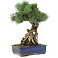 Pinus parviflora, 28 cm, ± 15 jaar oud