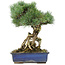 Pinus parviflora, 28 cm, ± 15 jaar oud