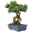 Pinus parviflora, 28 cm, ± 15 ans