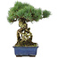 Pinus parviflora, 28 cm, ± 15 ans