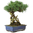 Pinus parviflora, 28 cm, ± 15 ans