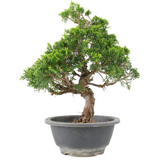 Juniperus chinensis Itoigawa, 25 cm, ± 9 anni