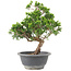 Juniperus chinensis Itoigawa, 25 cm, ± 9 jaar oud