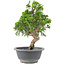 Juniperus chinensis Itoigawa, 25 cm, ± 9 jaar oud