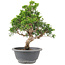 Juniperus chinensis Itoigawa, 25 cm, ± 9 anni