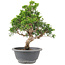 Juniperus chinensis Itoigawa, 25 cm, ± 9 jaar oud