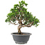 Juniperus chinensis Itoigawa, 25 cm, ± 9 jaar oud