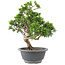 Juniperus chinensis Itoigawa, 25 cm, ± 9 jaar oud