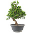 Juniperus chinensis Itoigawa, 25 cm, ± 9 Jahre alt